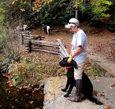 N Mills River Trail, horse in the background pisgah north carolina