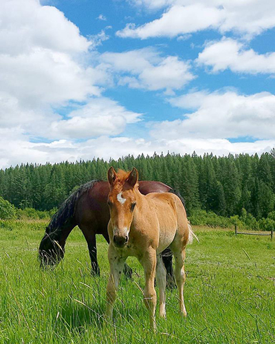 Western Pleasure Ranch foals