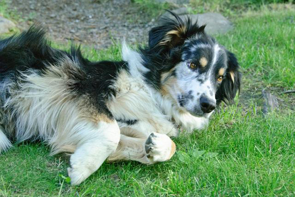 western pleasure guest ranch dogs