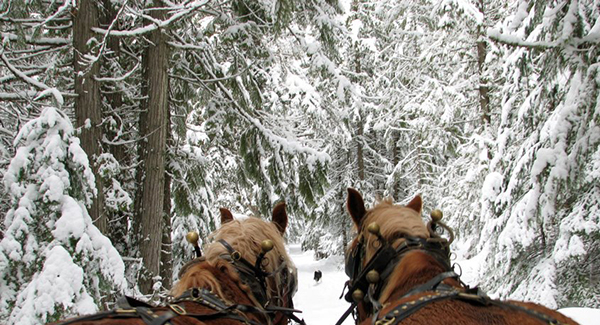 western pleasure guest ranch horse drawn sleigh ride