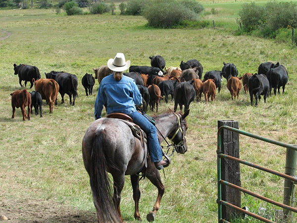 Western Pleasure Guest Ranch Idaho