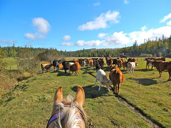 Western Pleasure Guest Ranch Idaho moving cattle