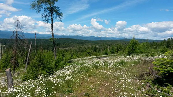 Western pleasure guest ranch sandpoint idaho