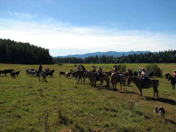 western pleasure guest ranch cows