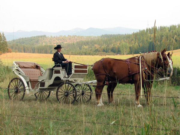 western ranch carriage horse