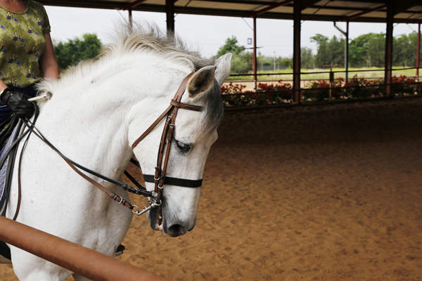 white andalusian horse epona equestrian center spain