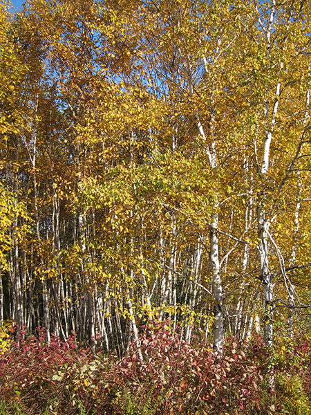 white birch trees in northern maine 