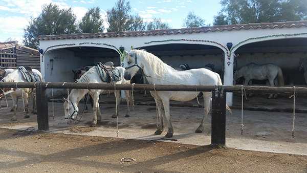 white horses at tamaris stables in camargue france