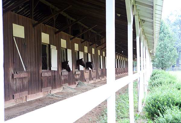 whitney polo fields aiken