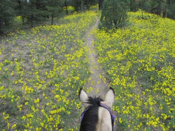 wild flowers new mexico gila