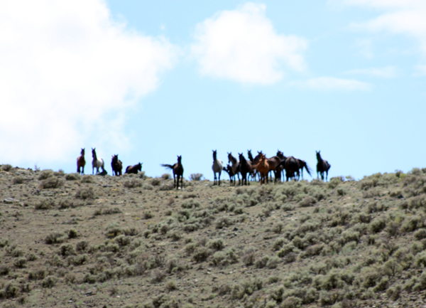 wild horse bands colorado