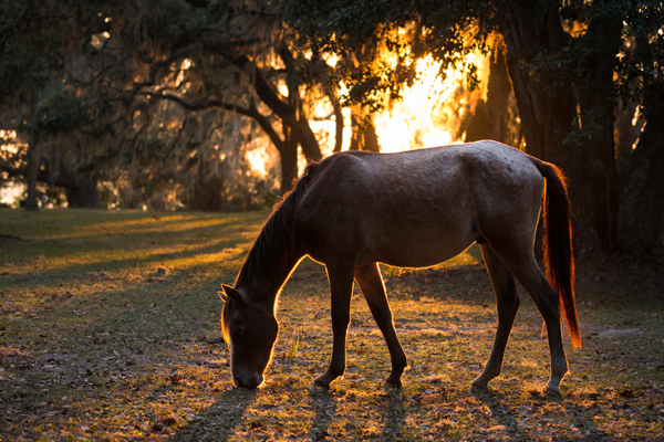 wild horse grazing at sunset cumberland island georgia