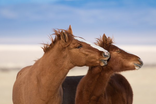 mare kissing foal wild horses of nevada