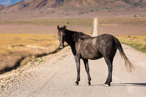 wild horse standing in the road in utah