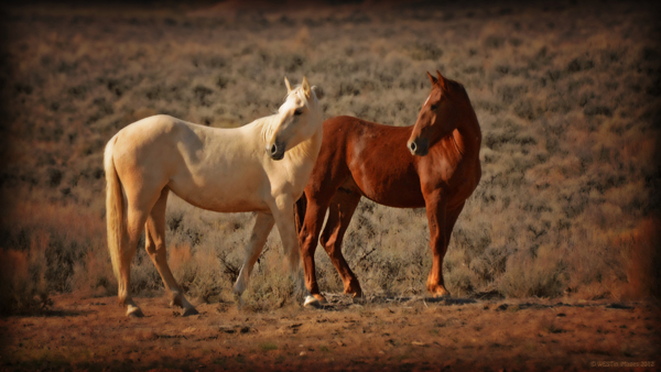 wild horses colorado