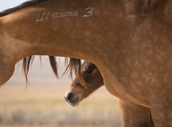 newborn foal hides behind its mother wild horses utah