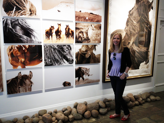 wild horses of sable island gallery darley newman