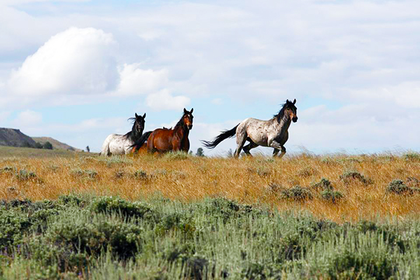 Wild Horses Wyoming