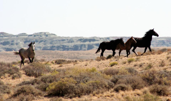 wild mustangs wyoming