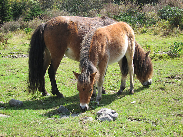 wild pony and foal grayson highland state park 