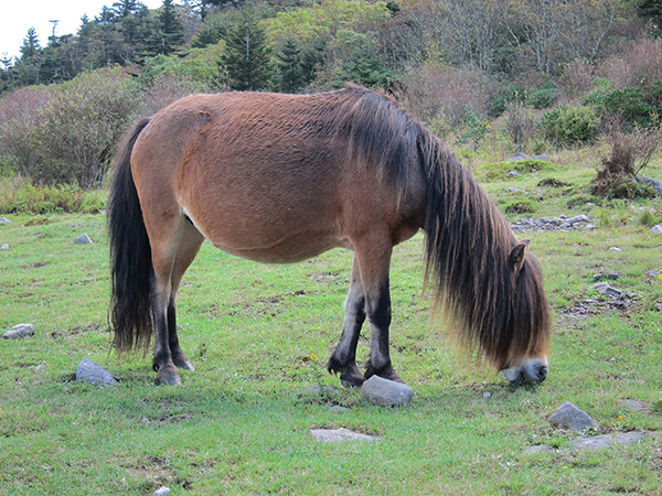 wild pony grazing 