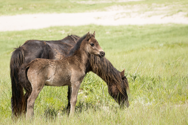 wild stallion standing with foal sable island nova scotia canada