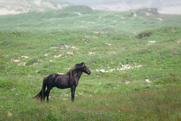 wild stallion standing in the mist sable island nova scotia canada