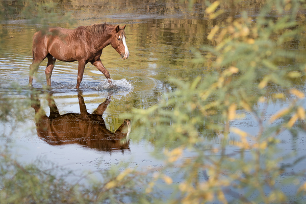 wild horse walks through creek in tonto national forest arizona 