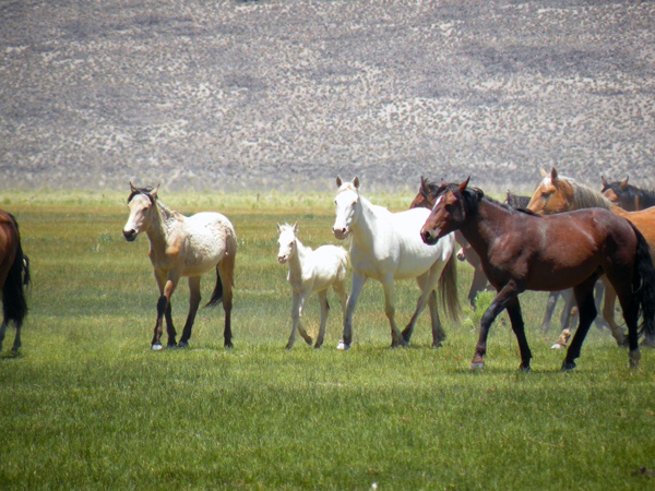 Wild Mustangs