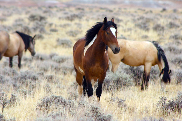 mccullough peaks wild horses