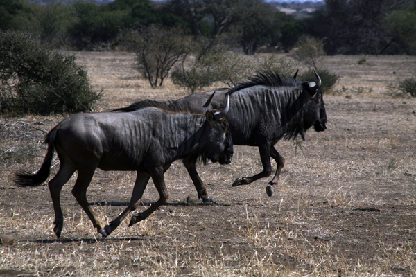 Botswana wildbeest