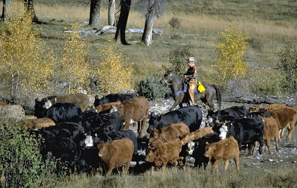 wilderness trails ranch