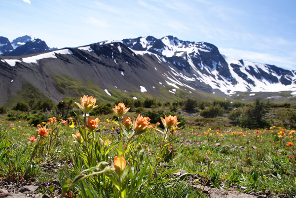 wildflowers at goat camp tsylos