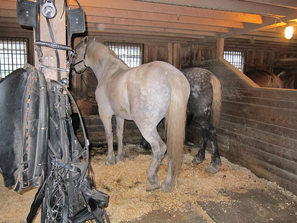 wildwood stables horses 