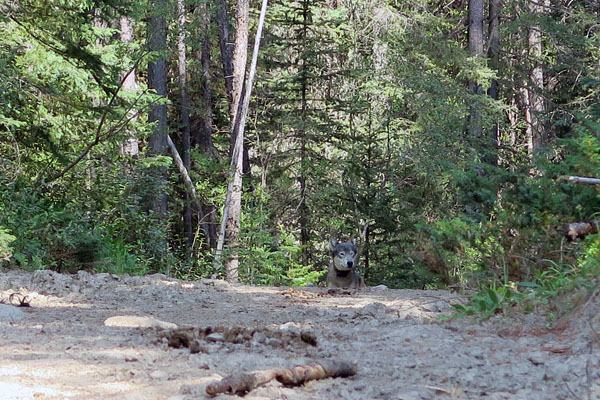 wolf lying in woods in banff national park