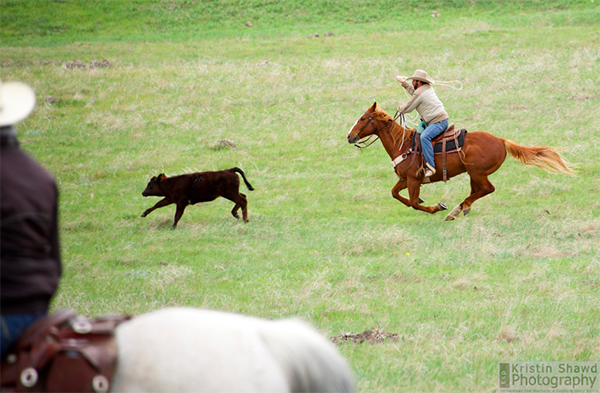 wrangler calf colorado cowboys