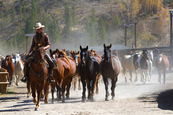 wrangler moving horses at c lazy u ranch granby colorado