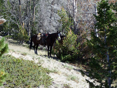 wyoming trail riding t cross