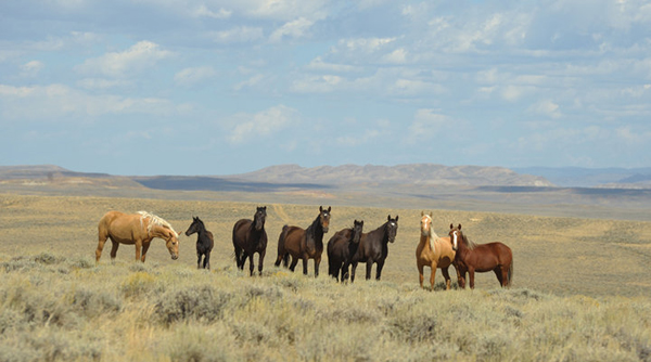 wyoming horse adventures vacations