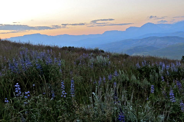 Wyoming wildflowers dubois