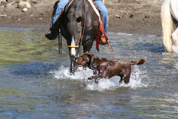 Labrador Retriever on Wyoming Ranch