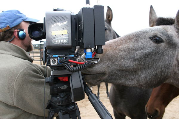 Yeguada Centurion horse