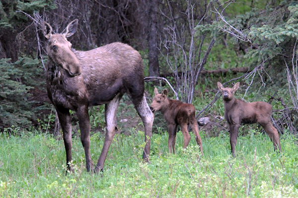 yellowstone wildlife moose