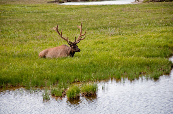 yellowstone wildlife lone mountain ranch