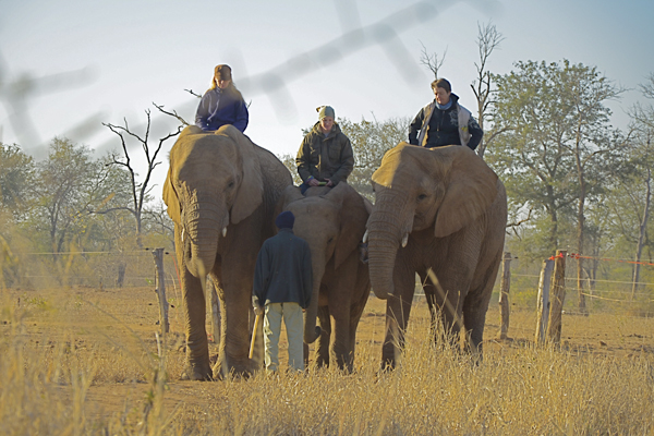 Zimbabwe elephants